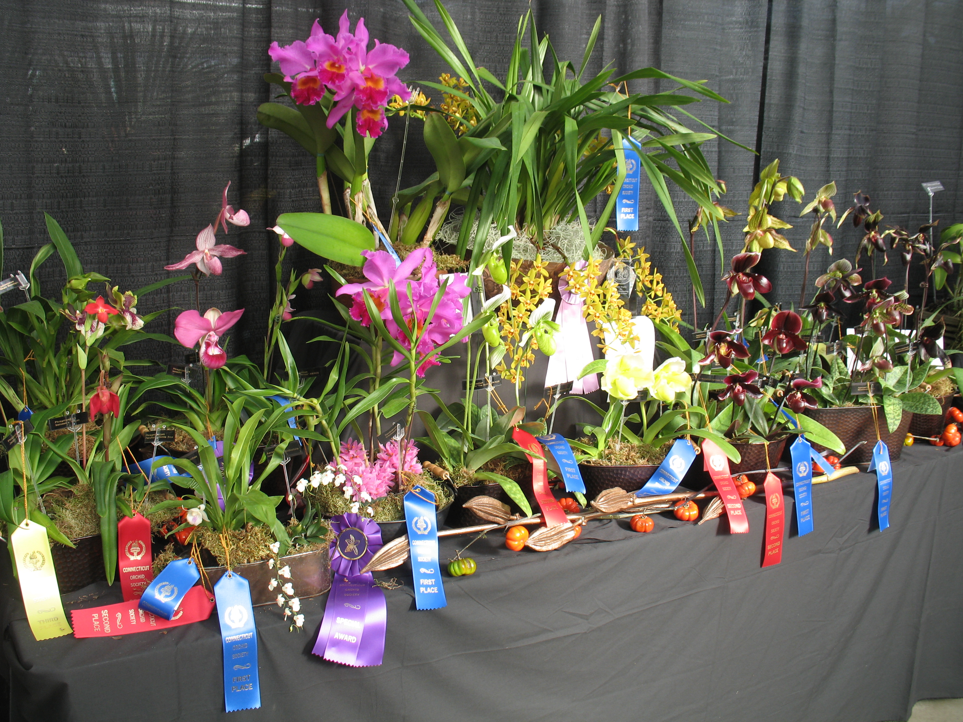Historical Events | The Connecticut Orchid Society