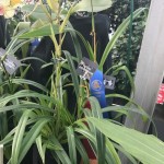 MASS ORCHID SHOW 2017