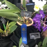 MASS ORCHID SHOW 2017