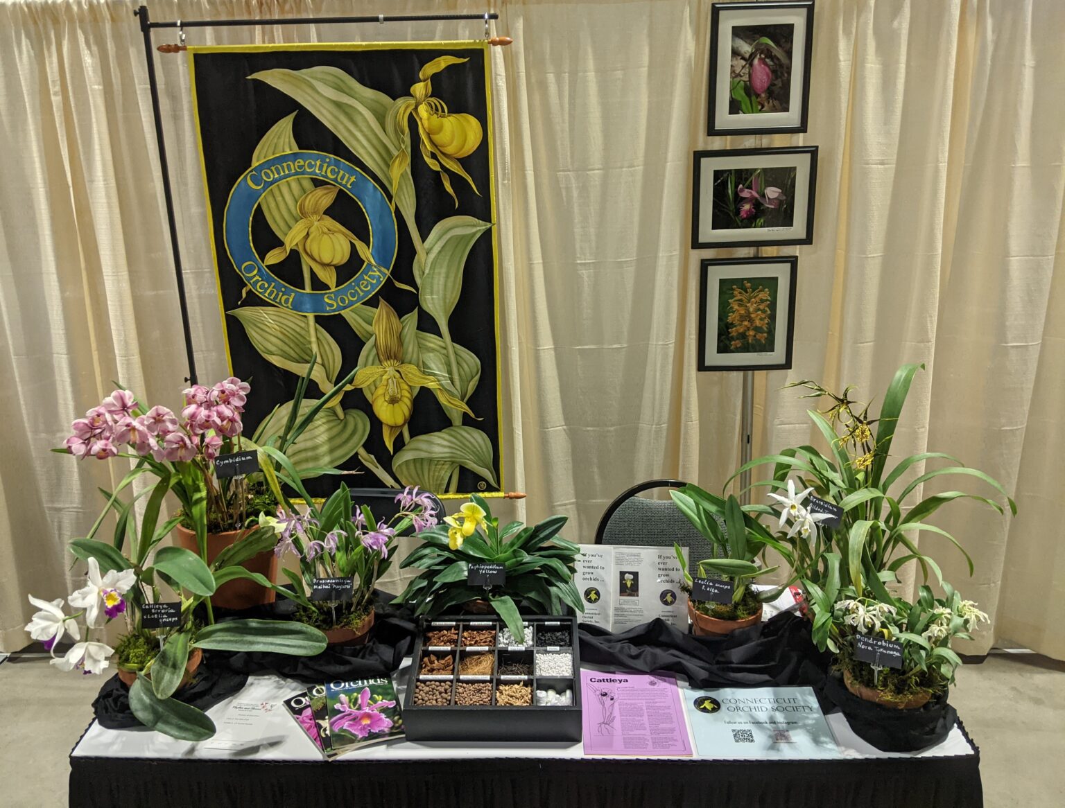 CT Flower and Garden Show 2024 The Connecticut Orchid Society
